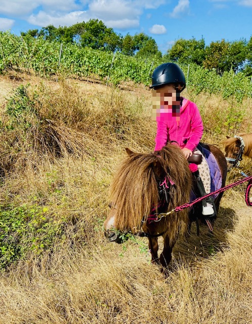 Balade en poney dans les vignes près de Bully (Rhône)